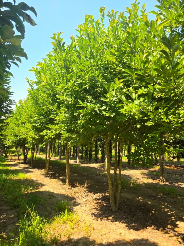 Magnólia-de-Leobner 'Merrill'