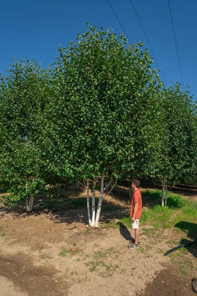Bétula-do-himalaia