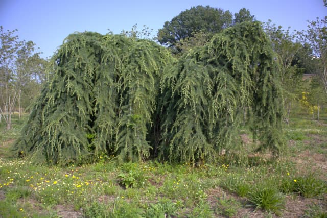 Cedro-do-himalaia