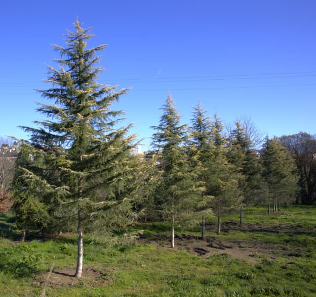 Cedro-do-himalaia