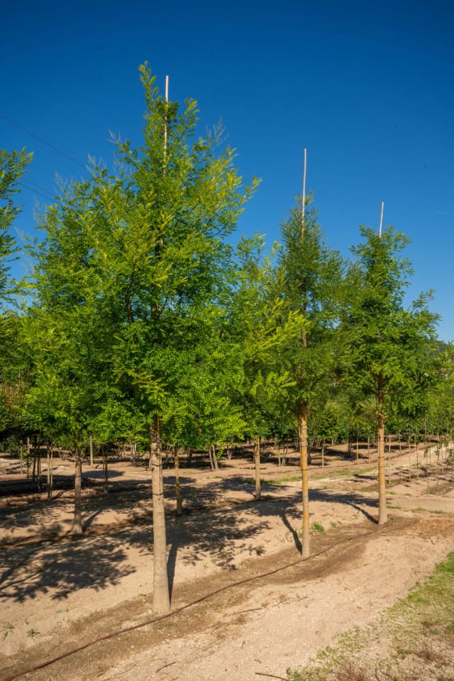 Sófora-do-Japão