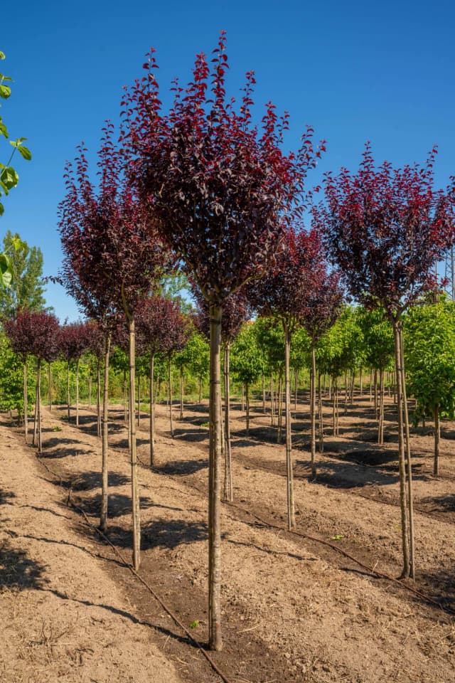 Ameixoeira-de-jardim-púrpura