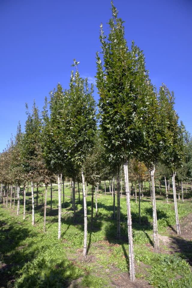 Quercus-dos-pântanos-colunar