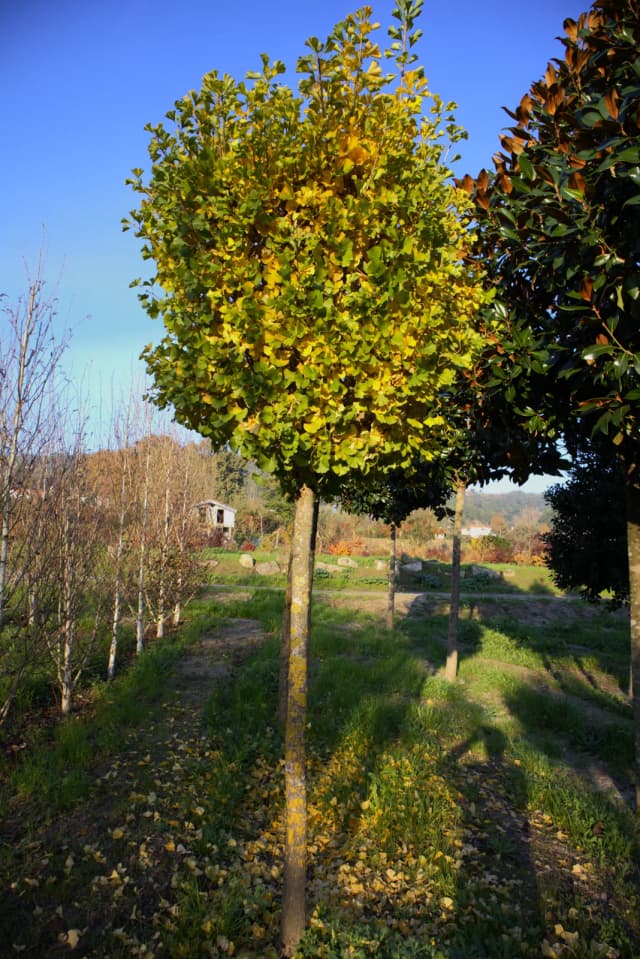 Ginkgo