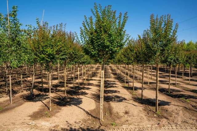 Lagerstroémia