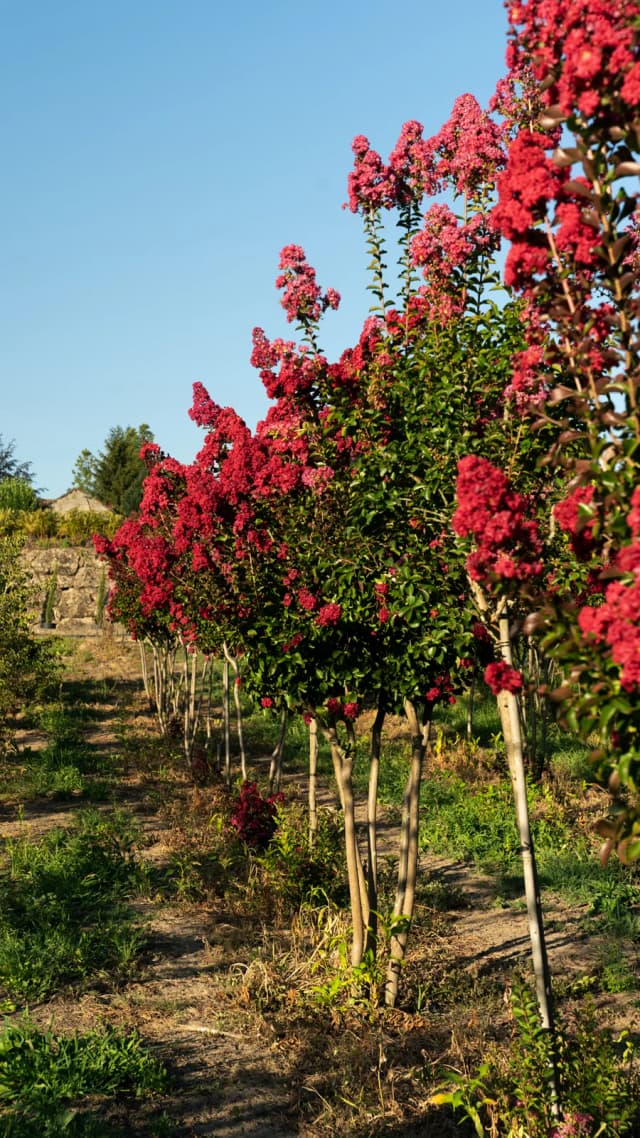Lagerstroémia