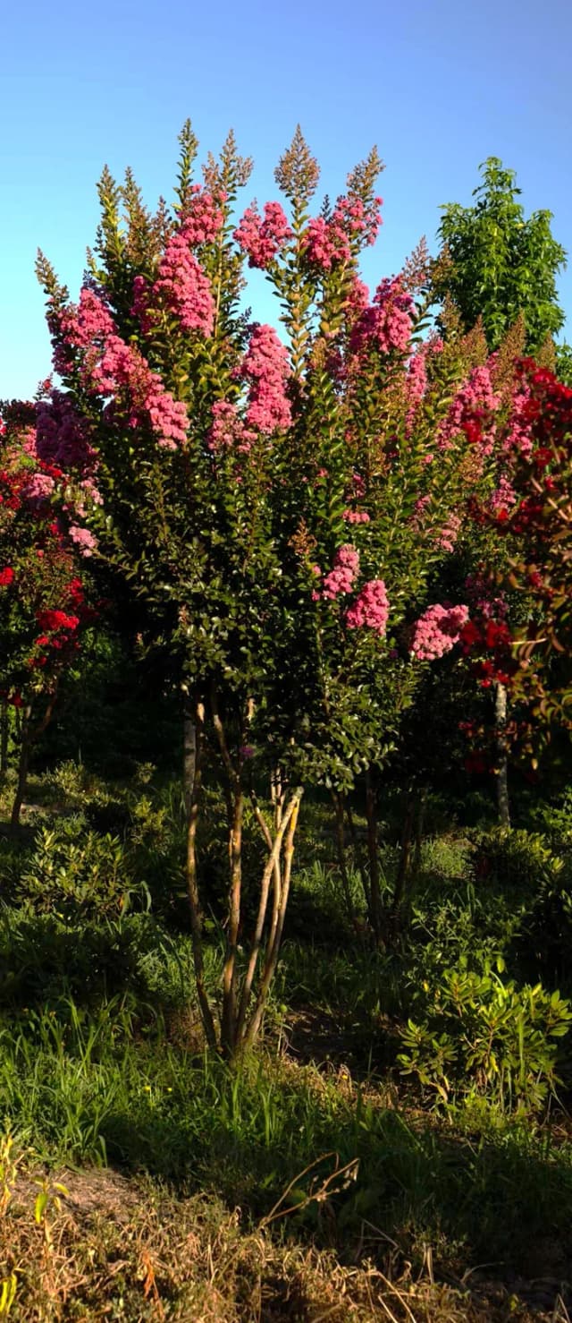 Lagerstroémia
