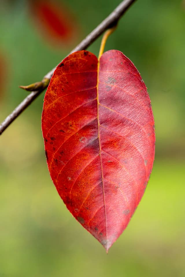 Amelanqueiro