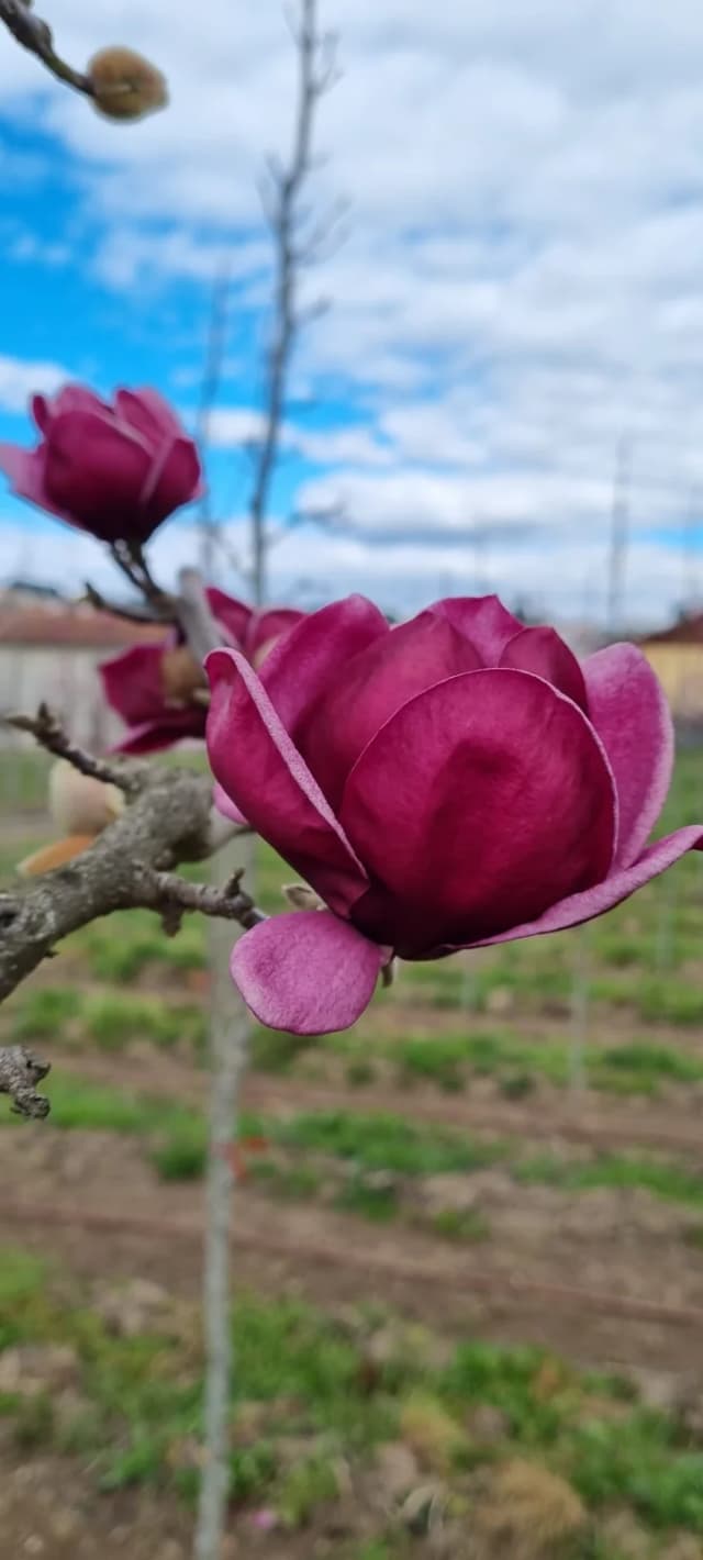 Mangólia 'Genie'