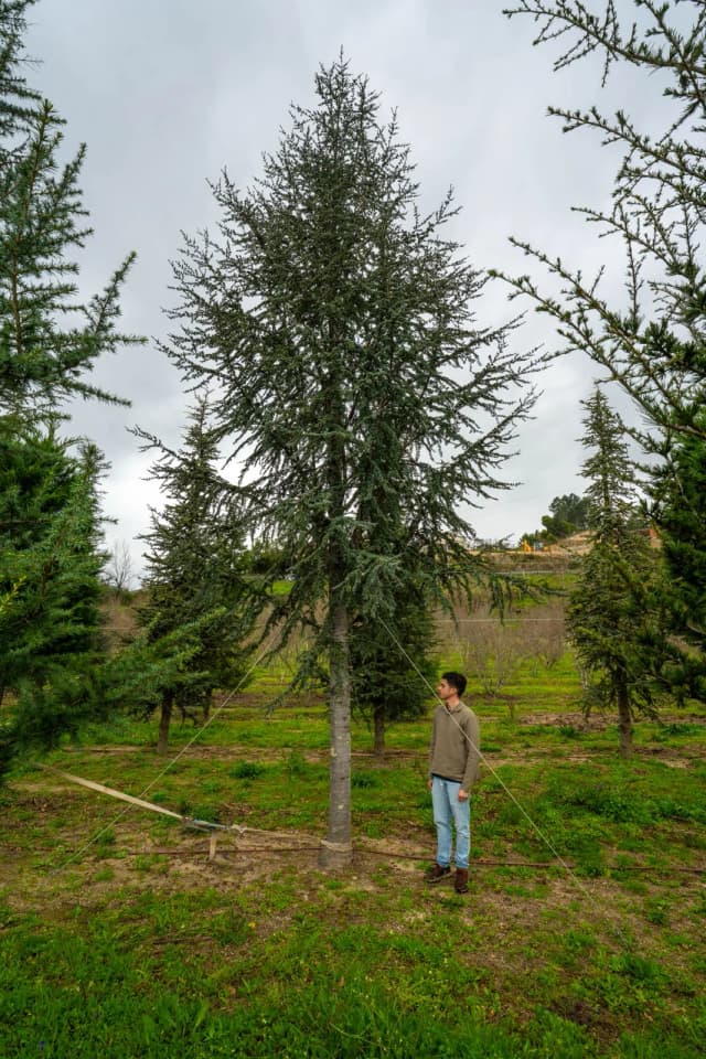 Cedro-do-atlas