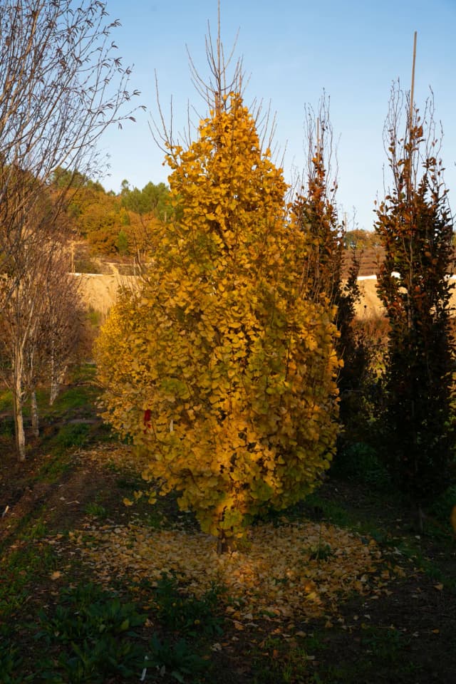 Ginkgo