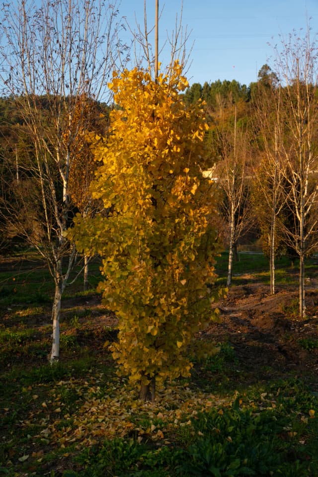 Ginkgo