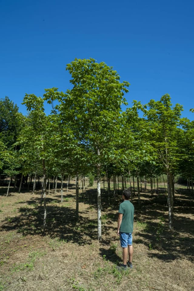 Castanheiro-da-índia-vermelho
