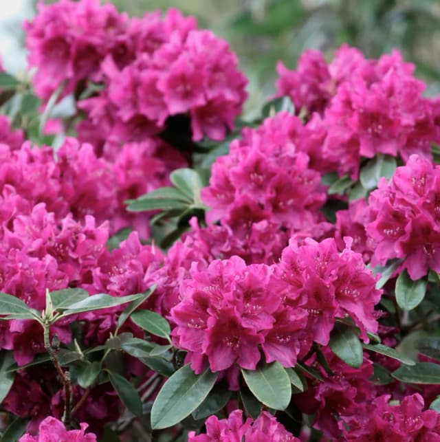 Rododendro híbrido