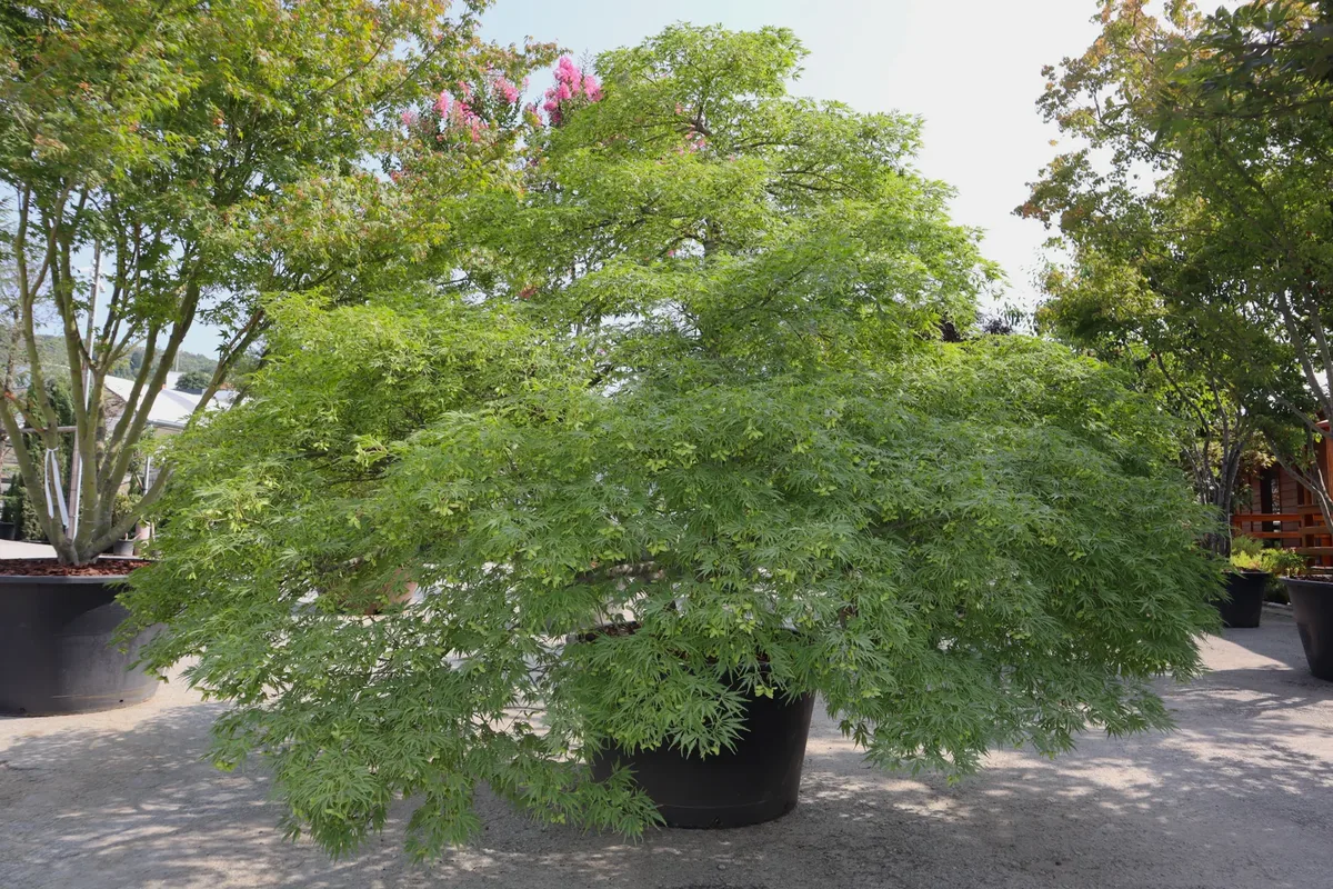 Acer palmatum dissectum de folha recortada.